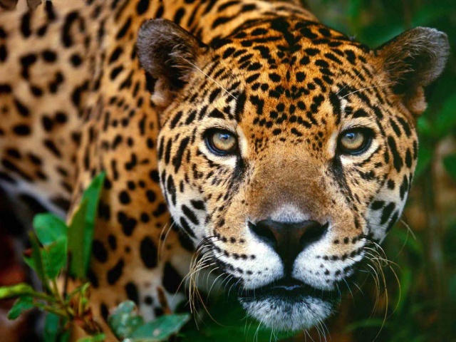 jaguar animal pictures. Era un animal sagrado para los