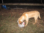 Stanley with Chicken