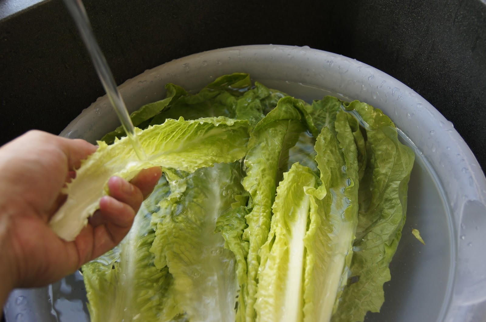 Northern California Homemaker Washing and storing lettuce