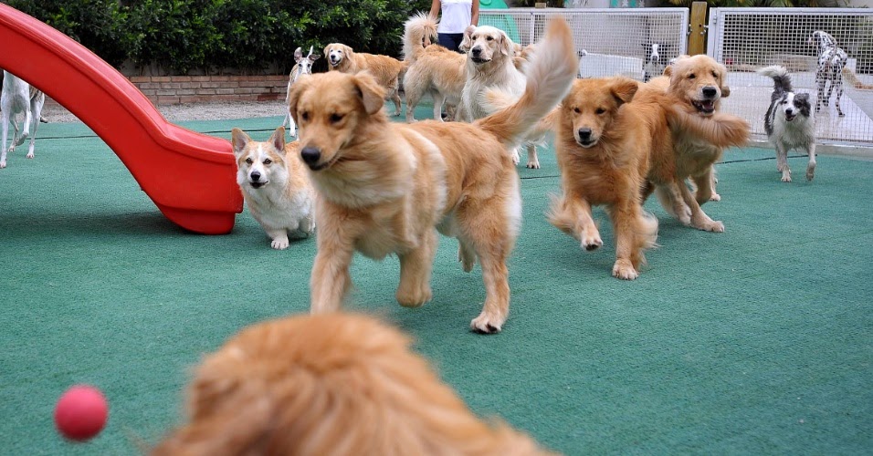 Coisas Pra Pets Creches Para Cães Day Care Dogs Hotel para Cães