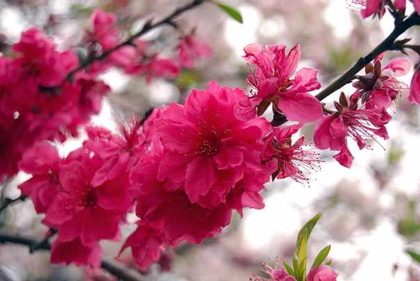 japanese cherry tree blossoms16. -lossoms-symbol-japan/
