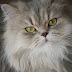 Beautiful Persian Cat