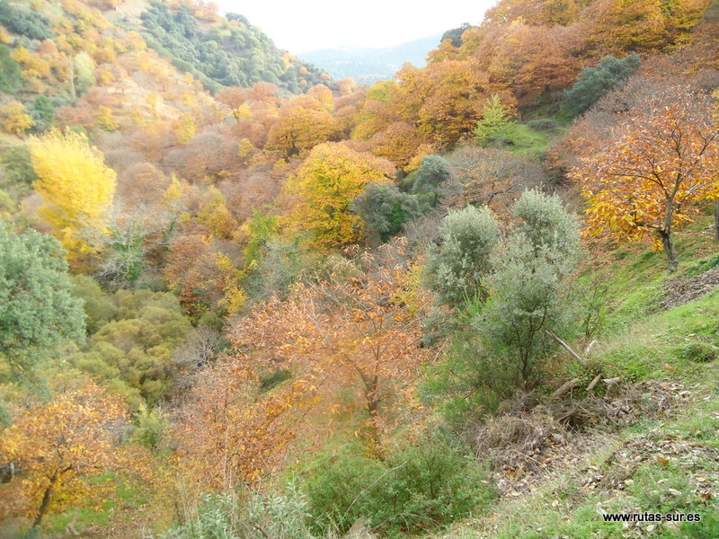 VALLE DEL GENAL Bosques de Castaños, pueblos blancos y uno azul