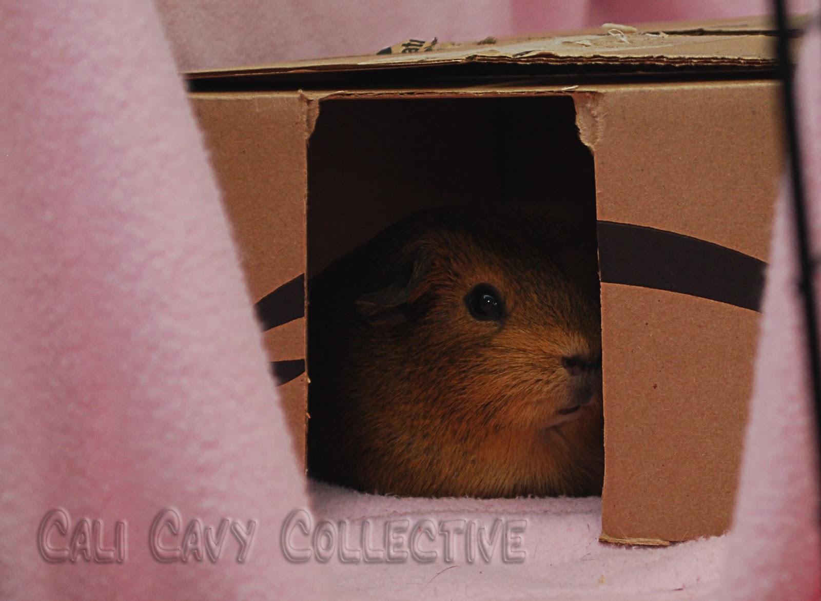 Cali Cavy Collective: a blog about all things guinea pig: DIY guinea