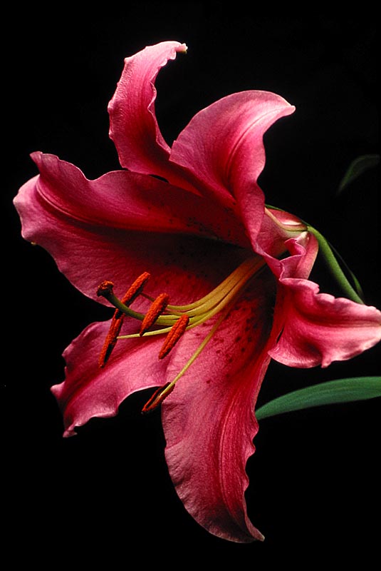 Closed Stargazer Lily