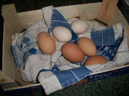 Fresh Eggs