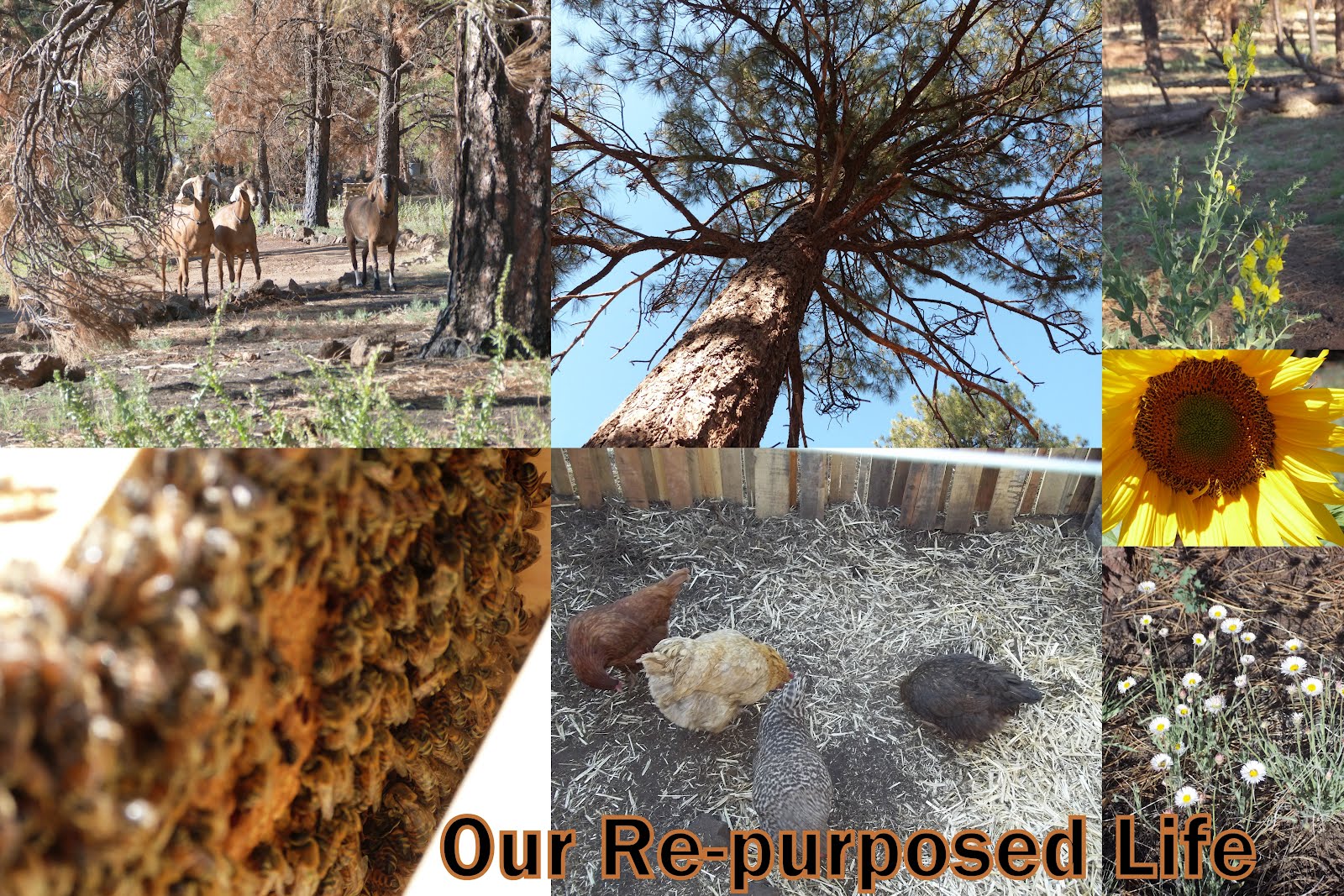 Our Re-purposed Life