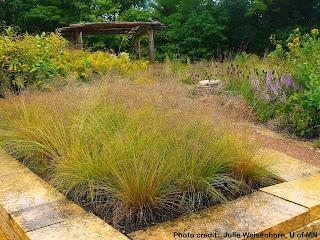 dropseed prairie plants garden native sporobolus heterolepis landscape grass grasses planting zones horticulture ridiculousness prarie
