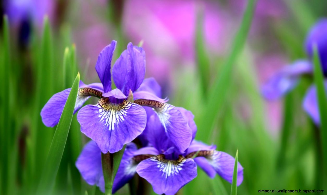 Wonderful Irises Flowers Petals Plant HD Wallpaper High Quality Wonderful Irises Flowers Petals Plant HD Wallpaper High Quality