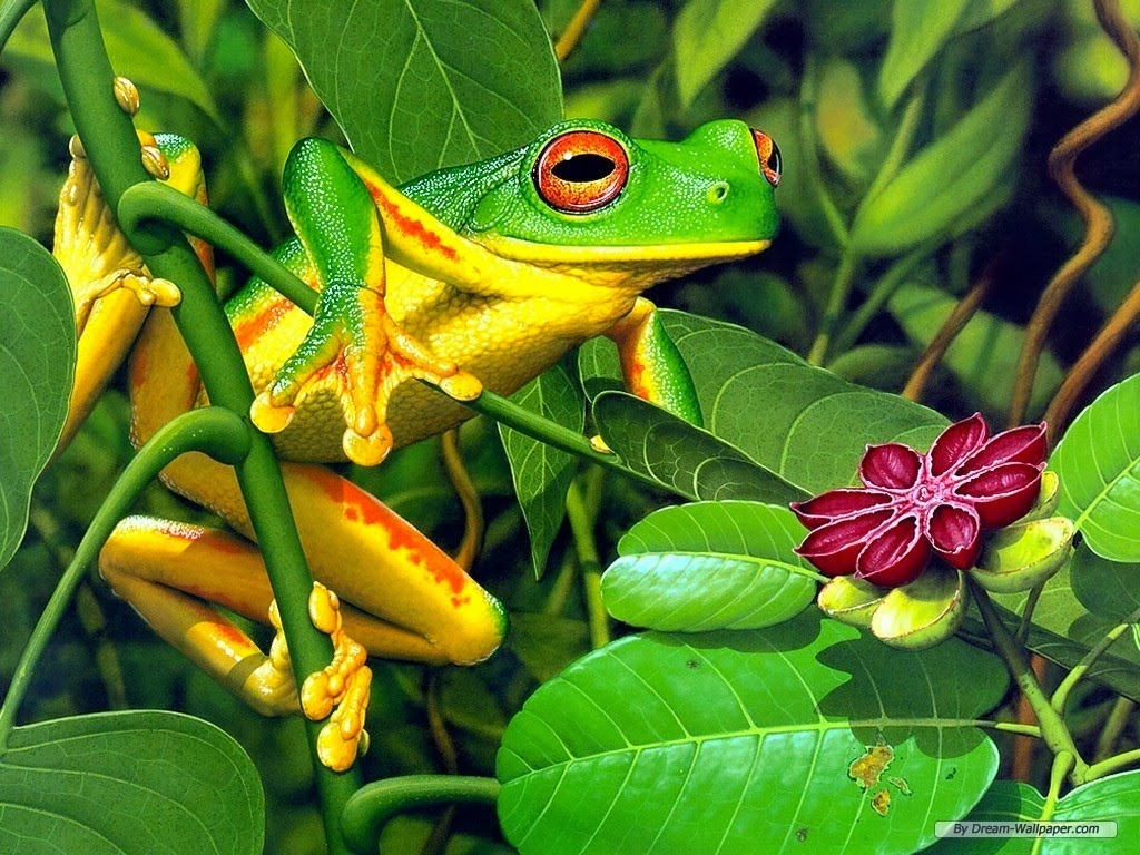 Frog wallpaper HD - beautiful desktop wallpapers 2014