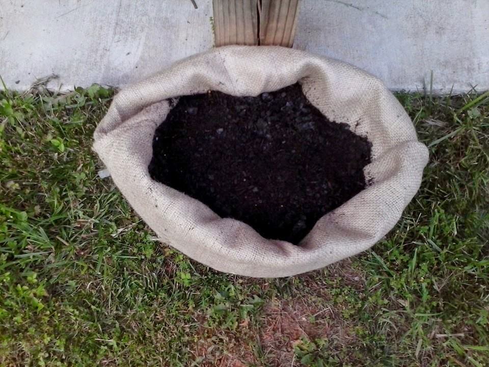 Crazy Prepping Lady Planting Potatoes in Burlap Sacks