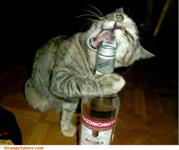 Cool Animals Pictures Cool Drunk Animals
