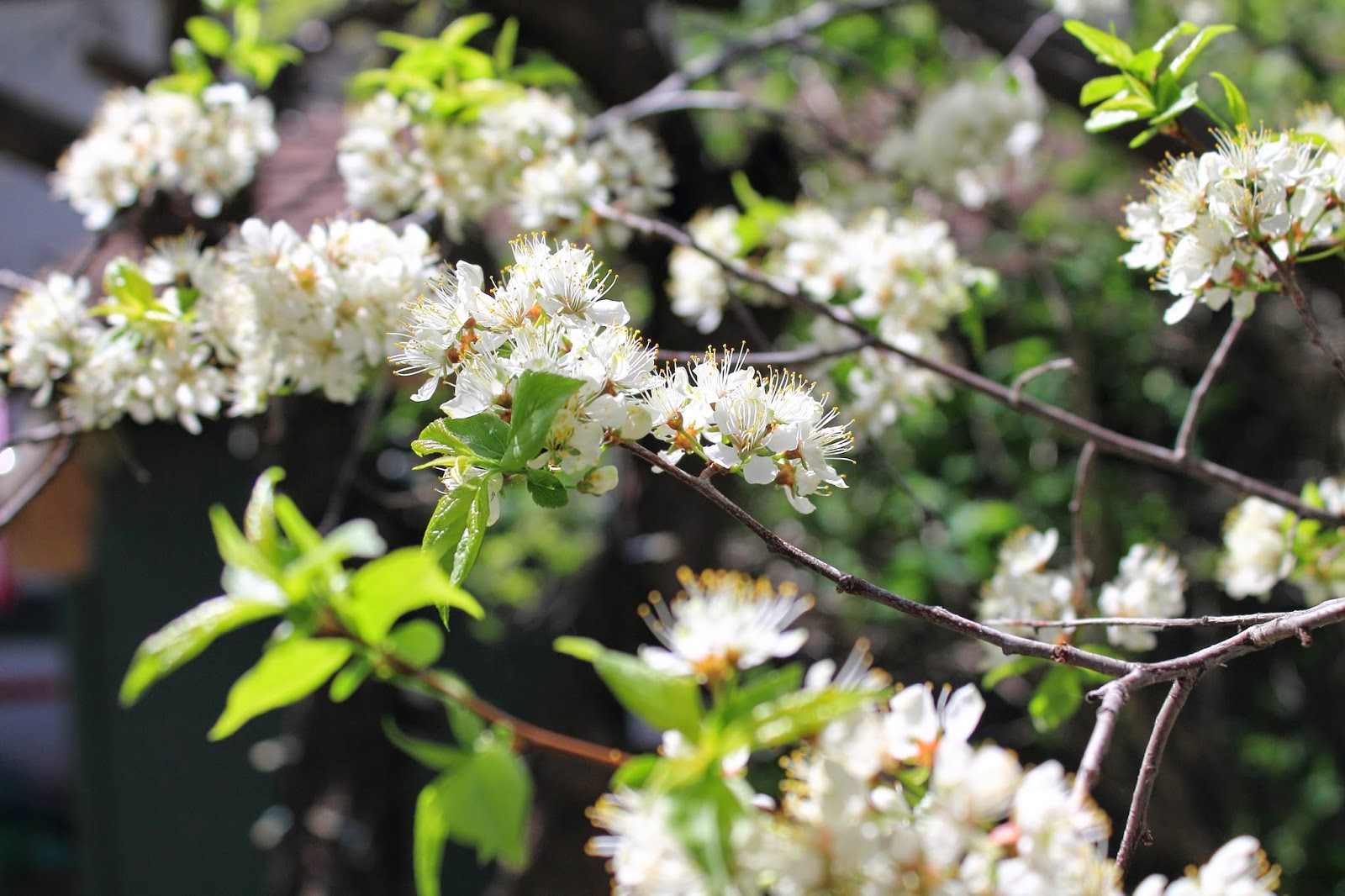 Plum Tree in bloom