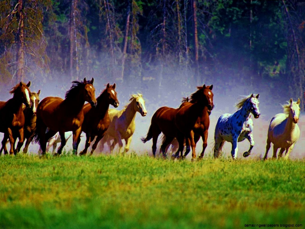 1 Hour Relax with WILD HORSES Mustang amp Music YouTube 1 Hour Relax with WILD HORSES Mustang amp Music YouTube