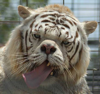 deformed white tiger pictures. Nothing like a deformed tiger