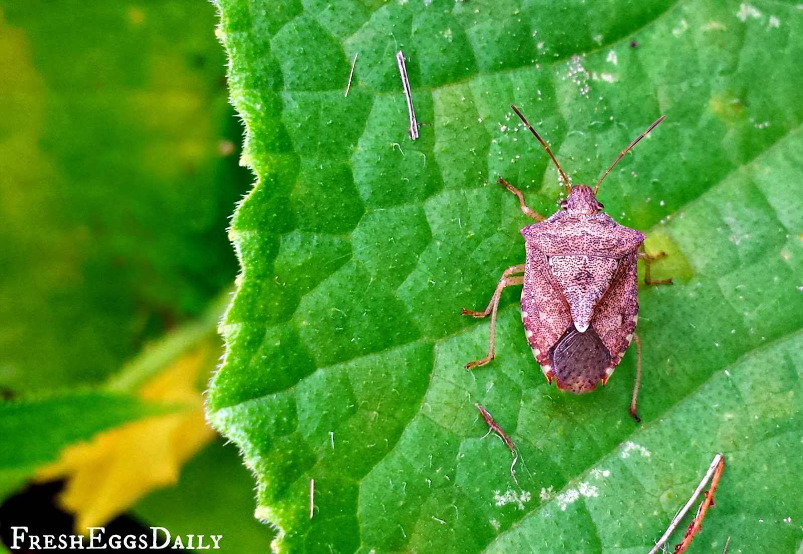 Good Bugs vs. Bad Bugs The Struggle between Good and Evil