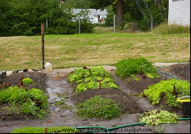 Garden Design: Vegetable garden design