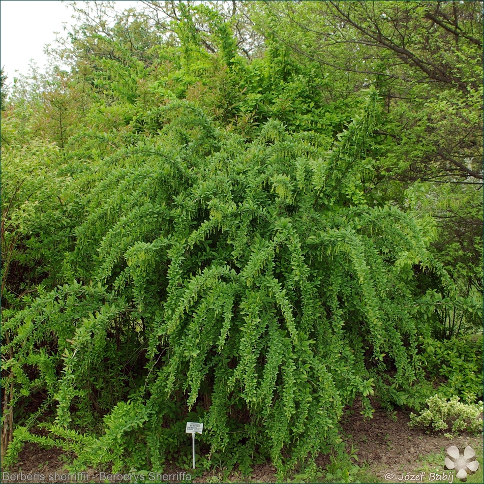 Berberis sherriffii - Berberys Sherriffa