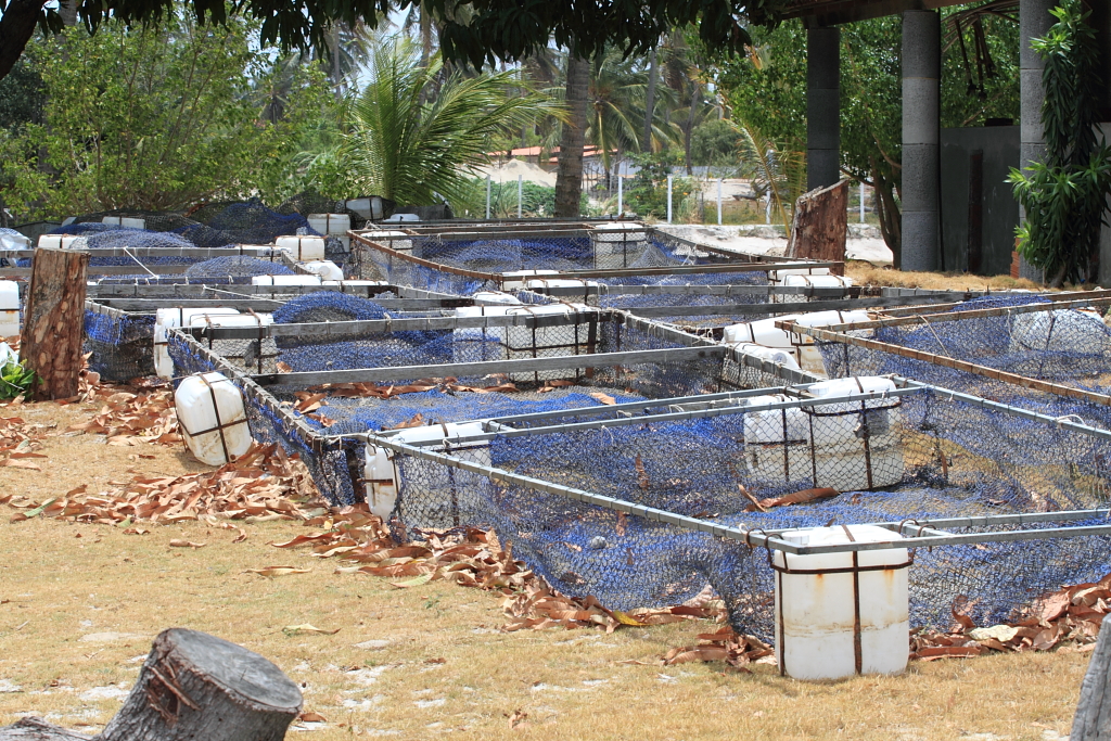 Tilapia farming Cages for fish rearing