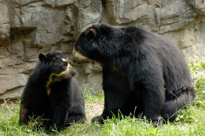 El Oso Frontino