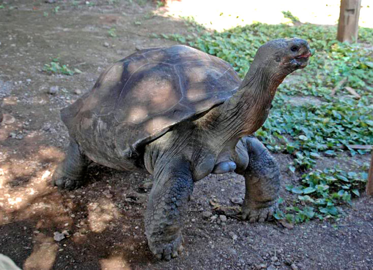 Tortoise | Animal Wildlife