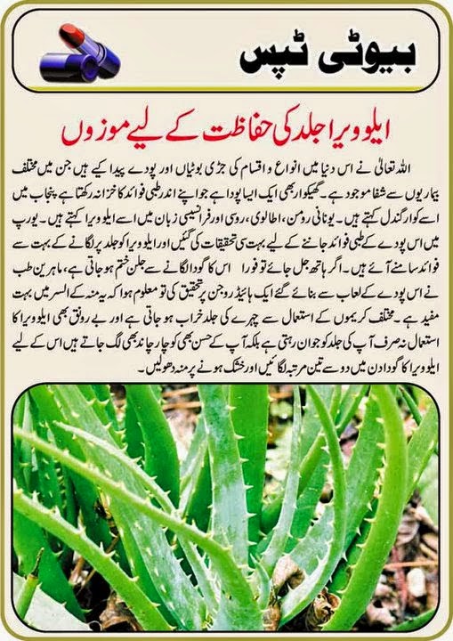 Aloe Vera For Hair In Urdu Aloe Vera For Skin Face Urdu 2014