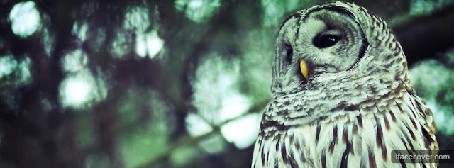 30+ Beautiful Cute Birds Facebook Cover Photos