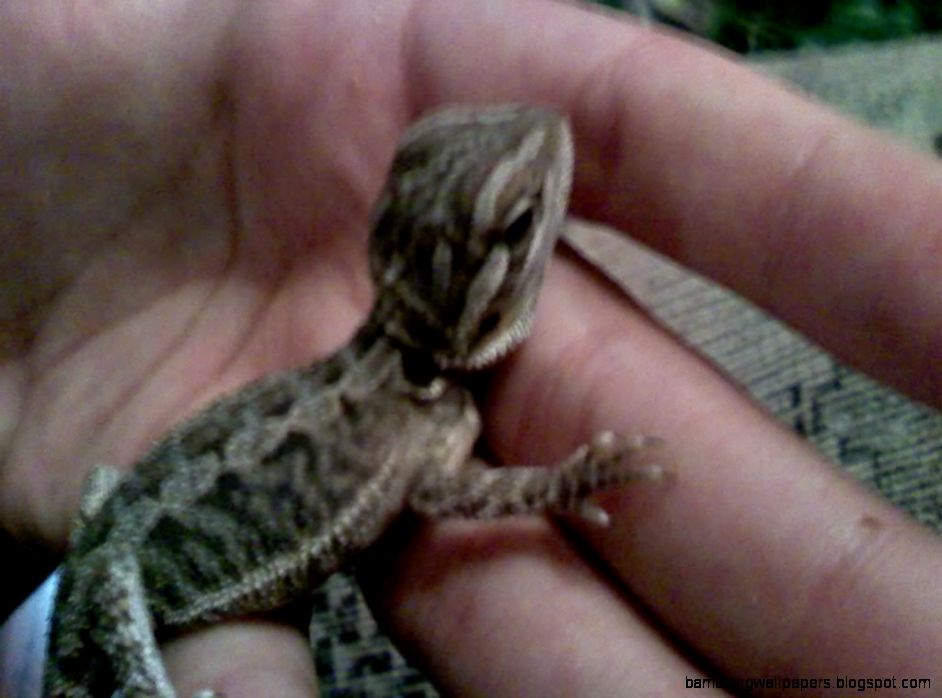 bearded-dragon-growth-time-lapse1