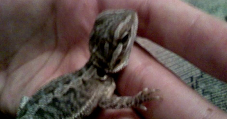 hatchling-bearded-dragon-housing.jpg