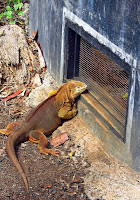 Land Iguana at Charles Darwin Research Station