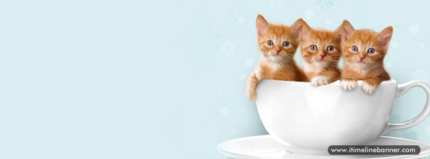 Cat Timeline