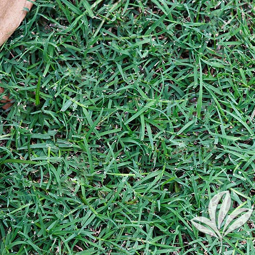 benih rumput jual benih biji rumput pusat penjualan benih rumput jual benih biji rumput pusat penjualan