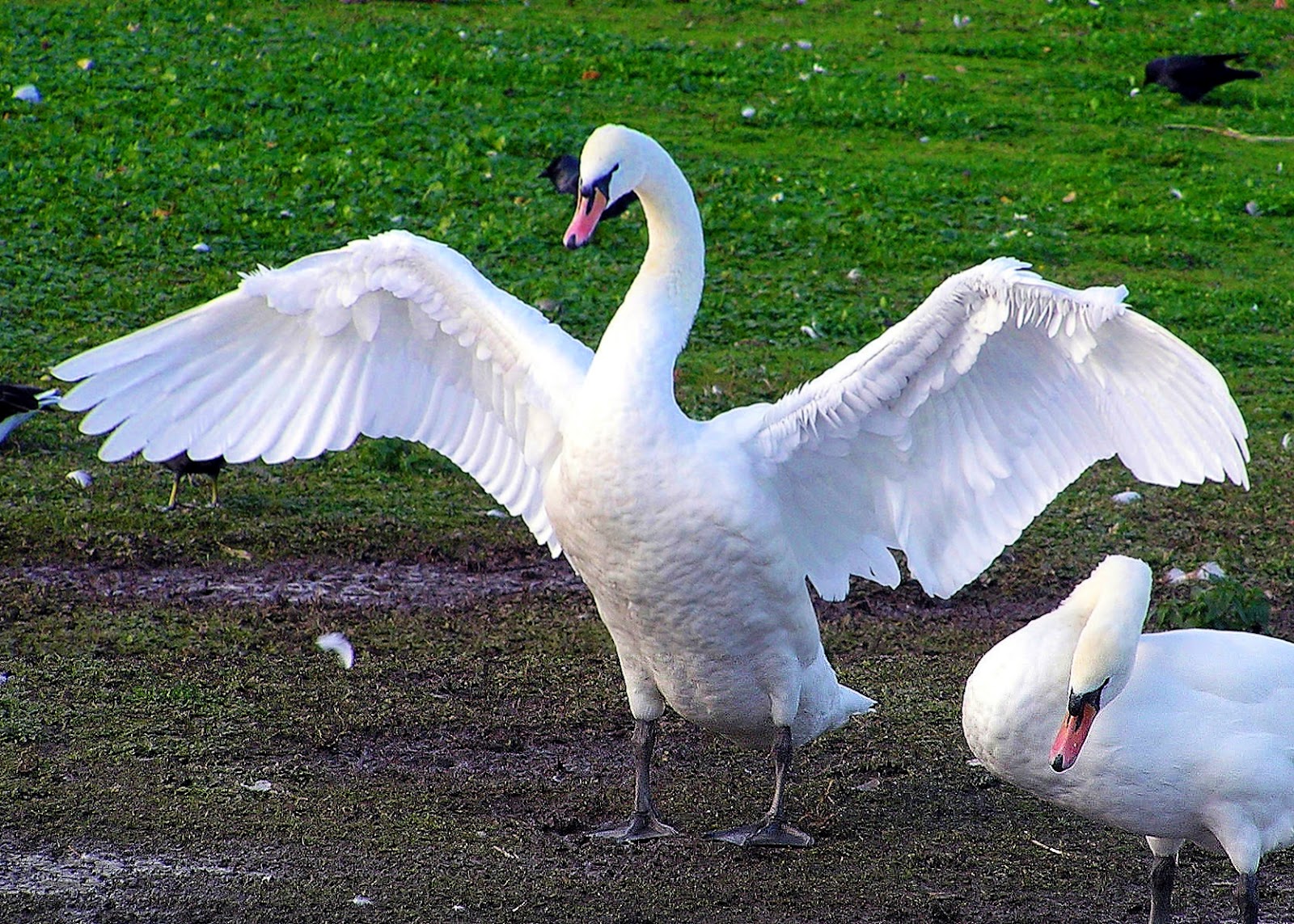 Wallpapers White Swan