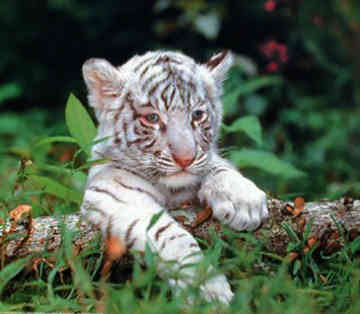 Baby+white+tigers+playing