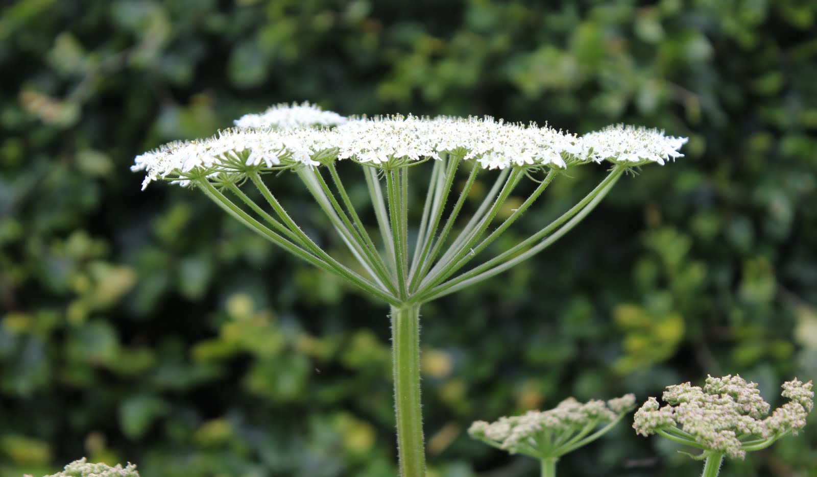 dysnomia... Knowing your umbels