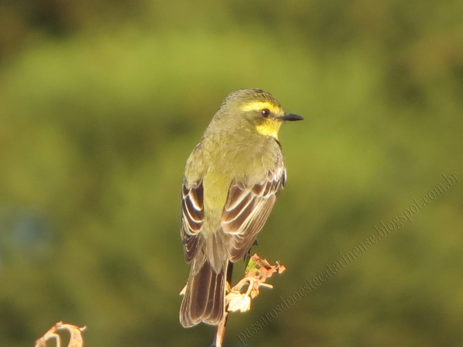 Aves do ParnaA Siriripequeno