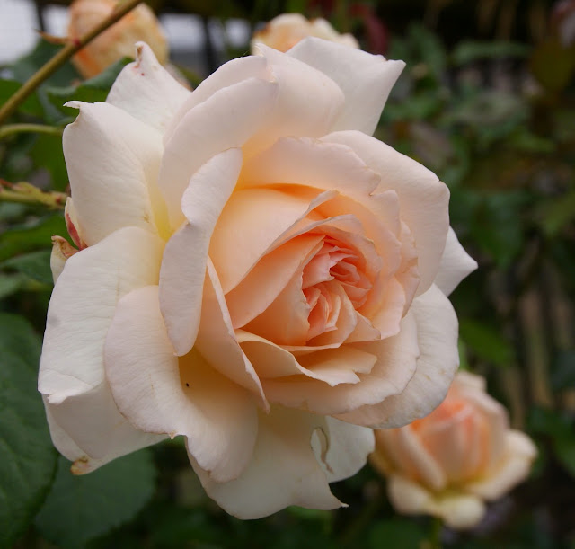 Organic Garden Dreams April Roses