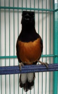 Burung Murai Batu Kalimantan