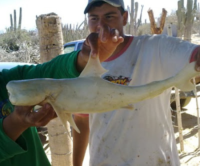  cyclops baby shark