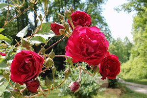 Mama's Roses