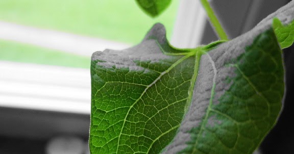 For The Love Of Balloons.....