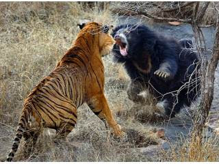 熊爭虎鬥 300公斤老虎 被母熊打得夾著尾巴逃