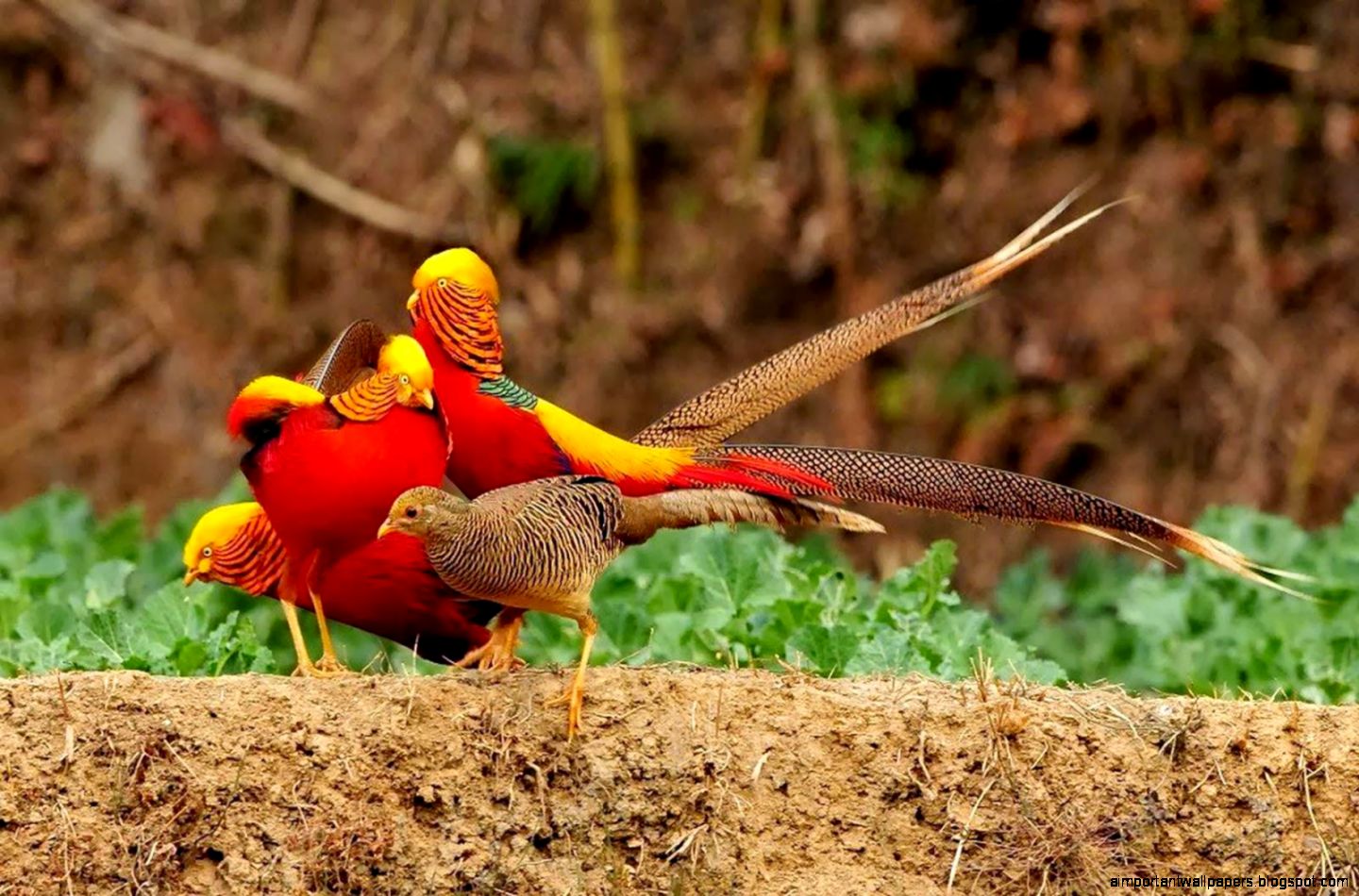 Gurney Pitta Bird Wallpapers Gurney Pitta Bird Wallpapers