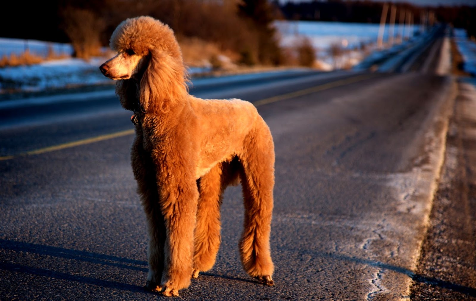 Cute Poodle Dog Cute Poodle Dog