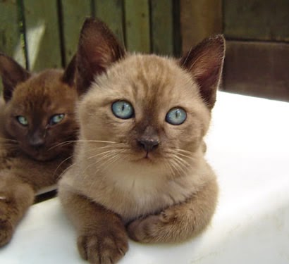 Top 5 Most Affectionate Cat Breeds