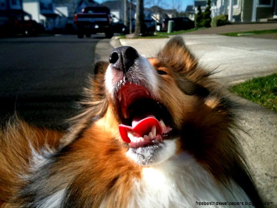 Barking Dog Ringtones amp Wallpapers For Your Cell Phone Fun Times Barking Dog Ringtones amp Wallpapers For Your Cell Phone Fun Times