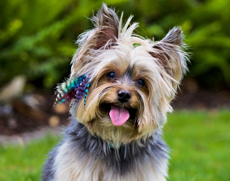 The Lash Boutique Puppylocks Feather extensions for your best friend.