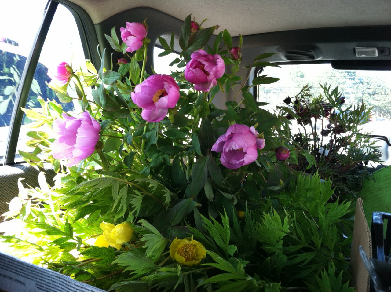 1st Annual Peony Festival at Seattle’s Chinese Garden! Pacific