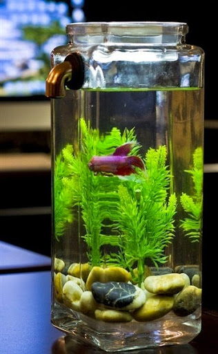 Desain Aquarium Bulat | model aquarium ikan hias yang simple sederhana unik dan Desain Aquarium Bulat | model aquarium ikan hias yang simple sederhana unik dan