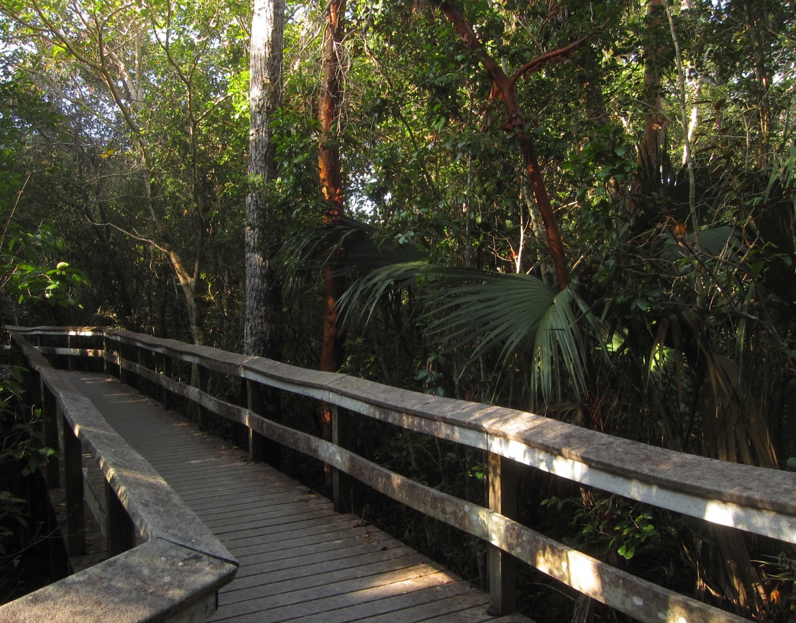 The Adventures of the Hikemasters Tropical Hardwood Hammocks of